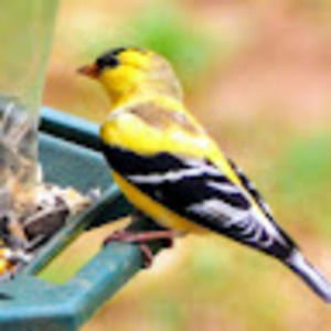 Meet your Posher, Tammy